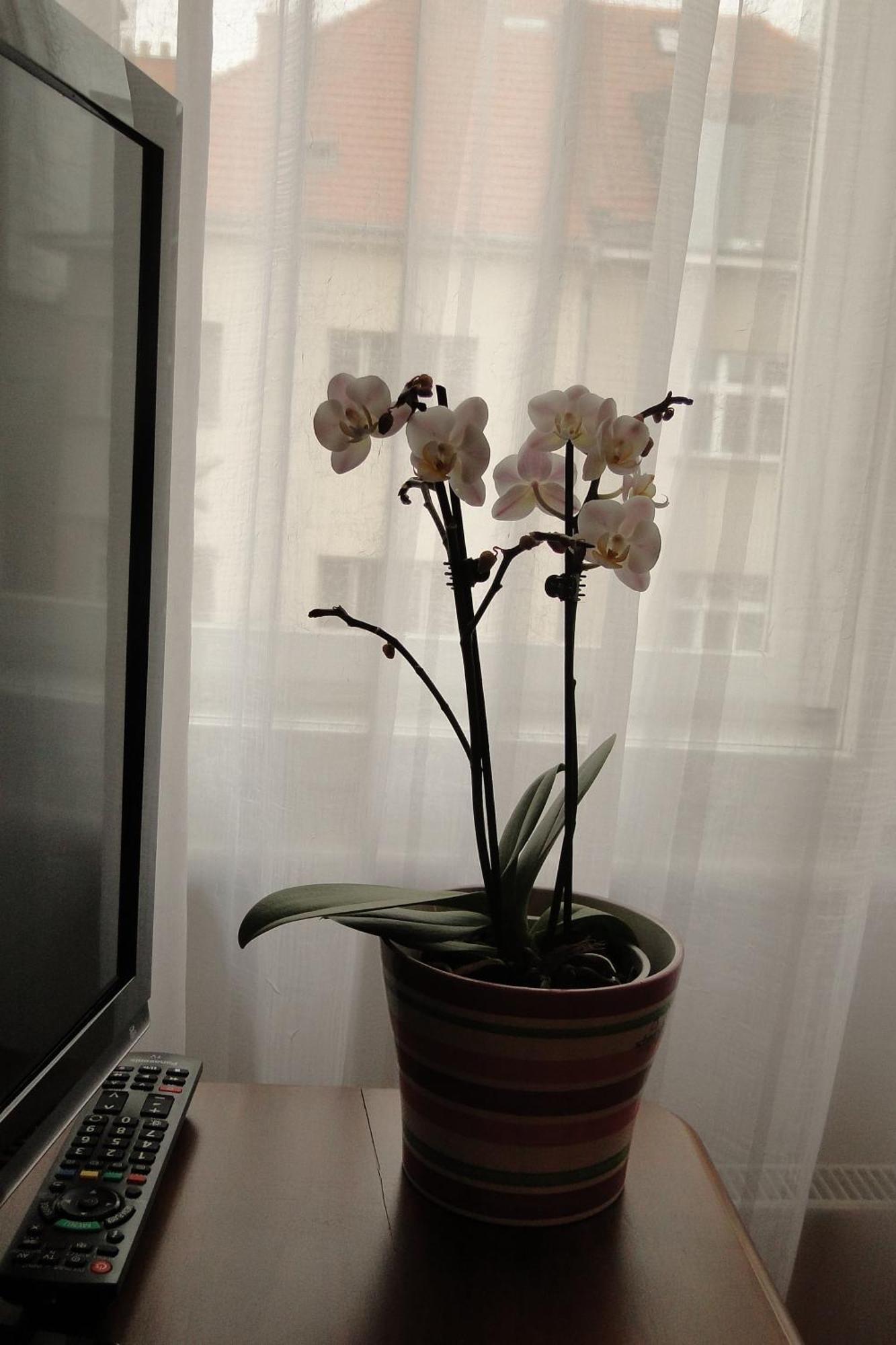 Apartman Brno Stred Екстер'єр фото